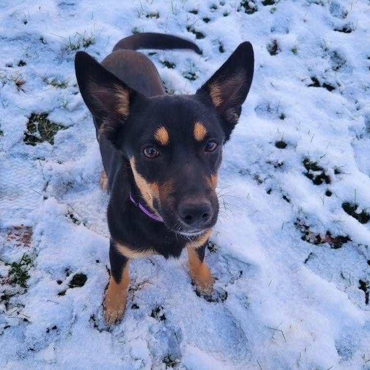 Enlarge Benson, a Adoptable mixed breed in Fond Du Lac, WI image 2/2