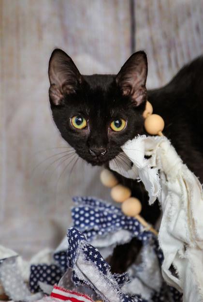 Enlarge Percy, a Adoptable mixed breed in Dothan, AL image 1/1
