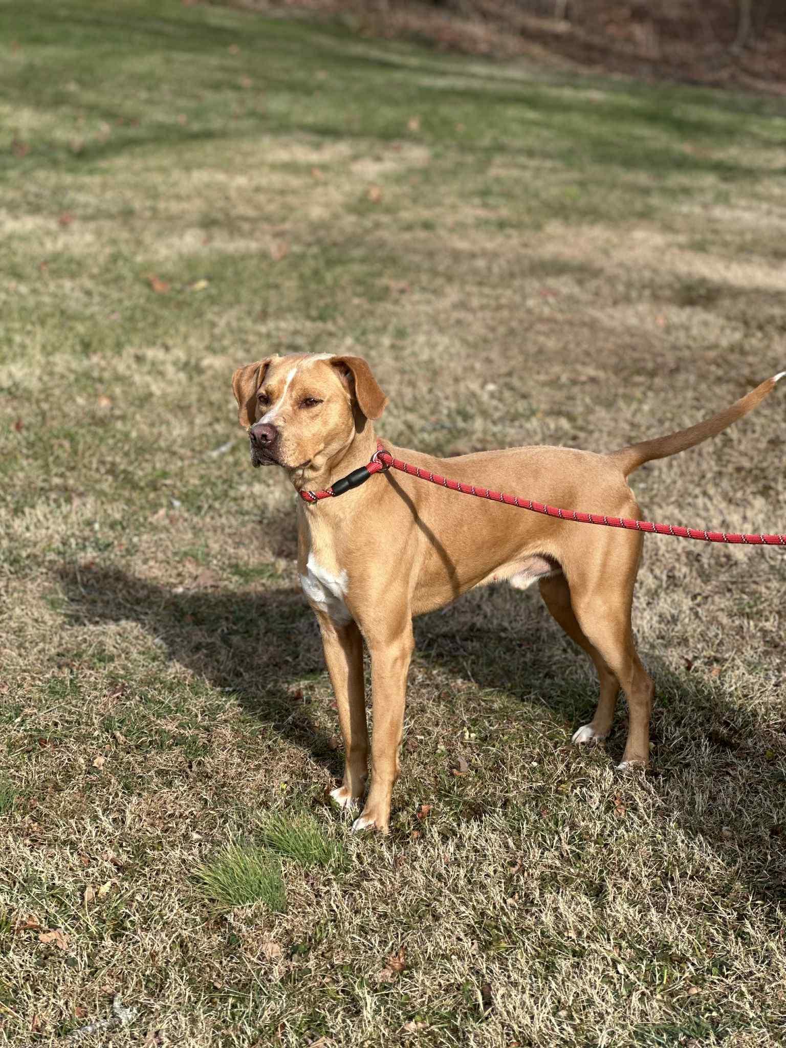 Enlarge Luke, a Adoptable Terrier in Covington, VA image 1/1
