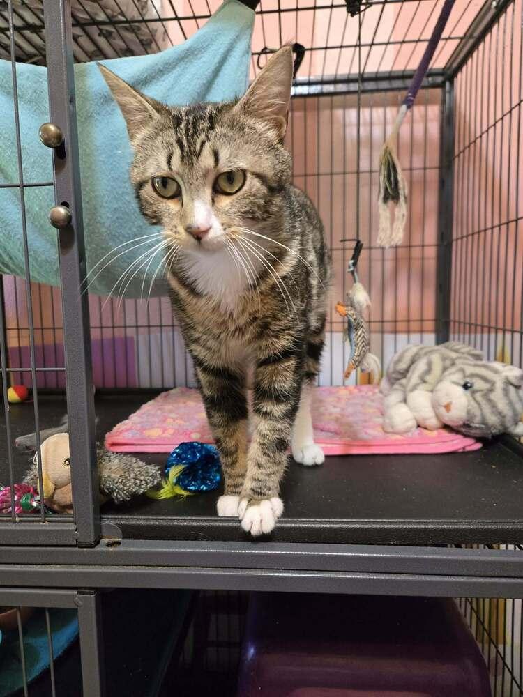 Marley, Adoptable, Adult Male Domestic Short Hair.