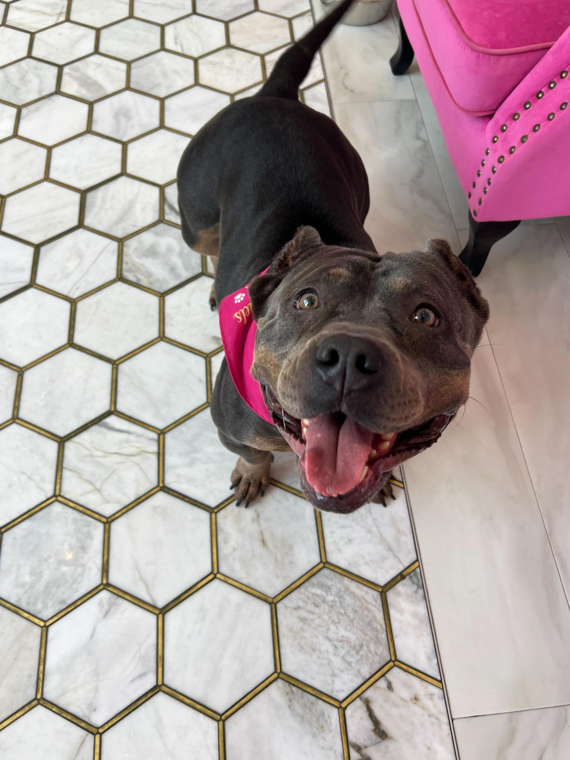 Shayla, Adoptable, Adult Female Bulldog & Pit Bull Terrier.