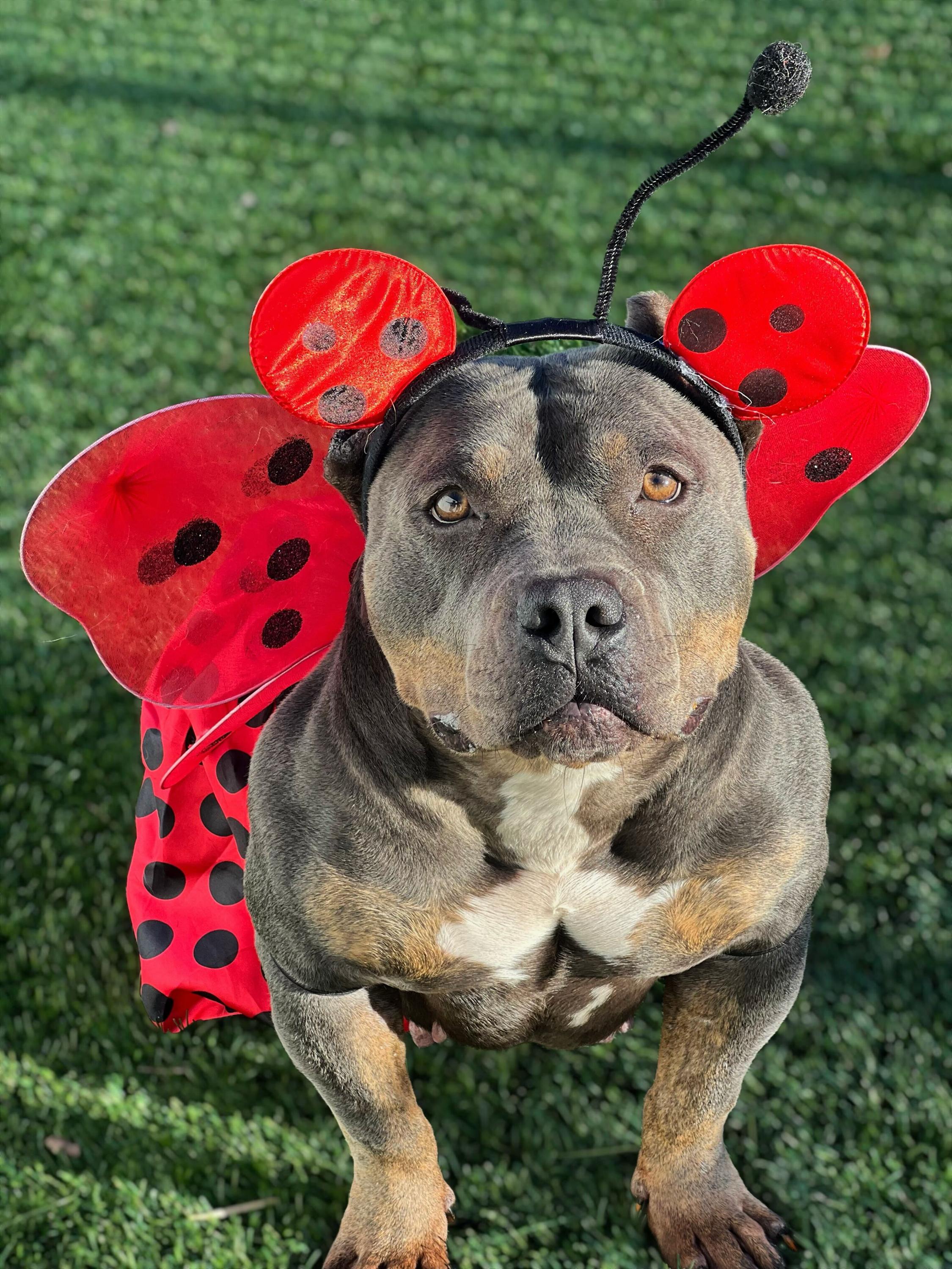 Shayla, a Adoptable mixed breed in O'Fallon, MO image 2/2