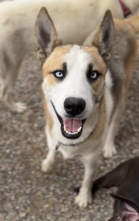 Wallace, Adoptable, Puppy Male Husky.
