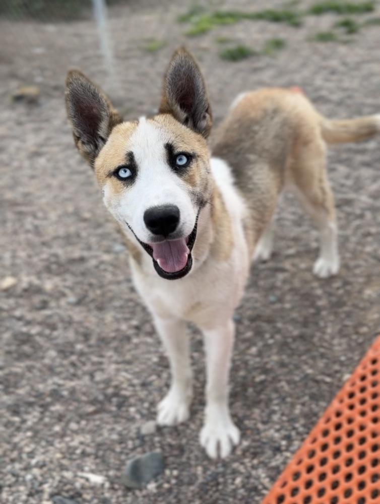 Wallace, a Adoptable mixed breed in Bemidji, MN image 2/6