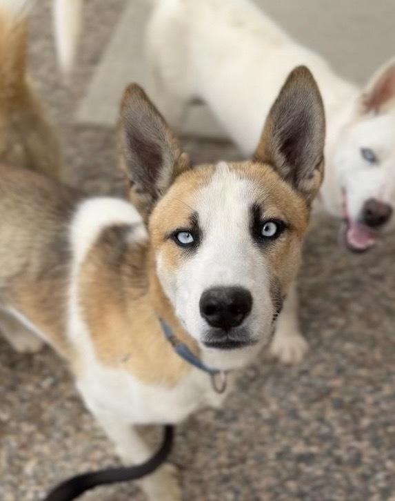 Wallace, a Adoptable mixed breed in Bemidji, MN image 3/6