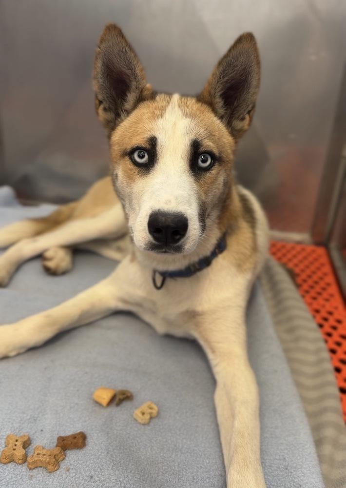 Wallace, a Adoptable mixed breed in Bemidji, MN image 4/6