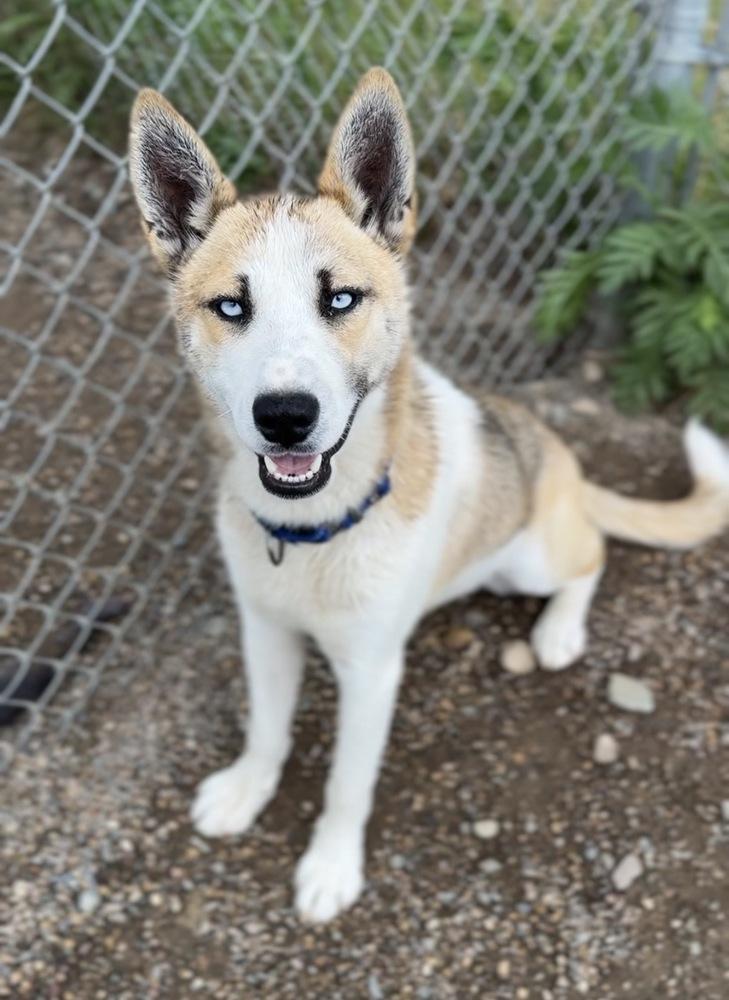Wallace, a Adoptable mixed breed in Bemidji, MN image 5/6