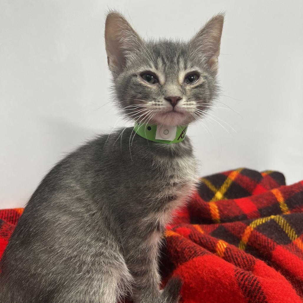 Ralph, Adoptable, Kitten Male Domestic Short Hair.