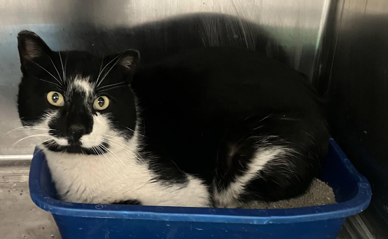 Nelson - Black & White - #23, Adoptable, Adult Male Domestic Short Hair.