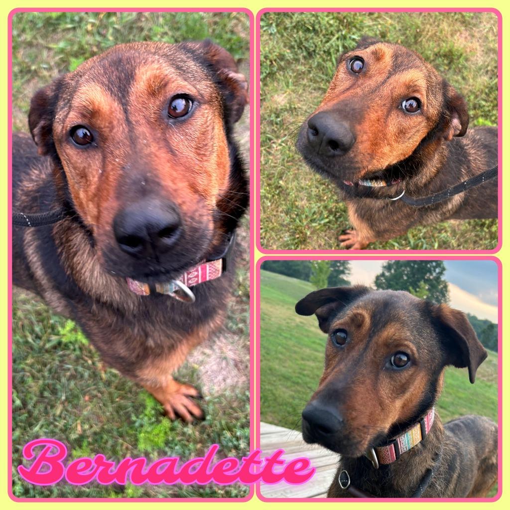 Enlarge Bernadette, a Adoptable mixed breed in Pierceton, IN image 1/3