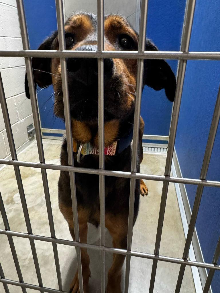 Enlarge Bernadette, a Adoptable mixed breed in Pierceton, IN image 3/3