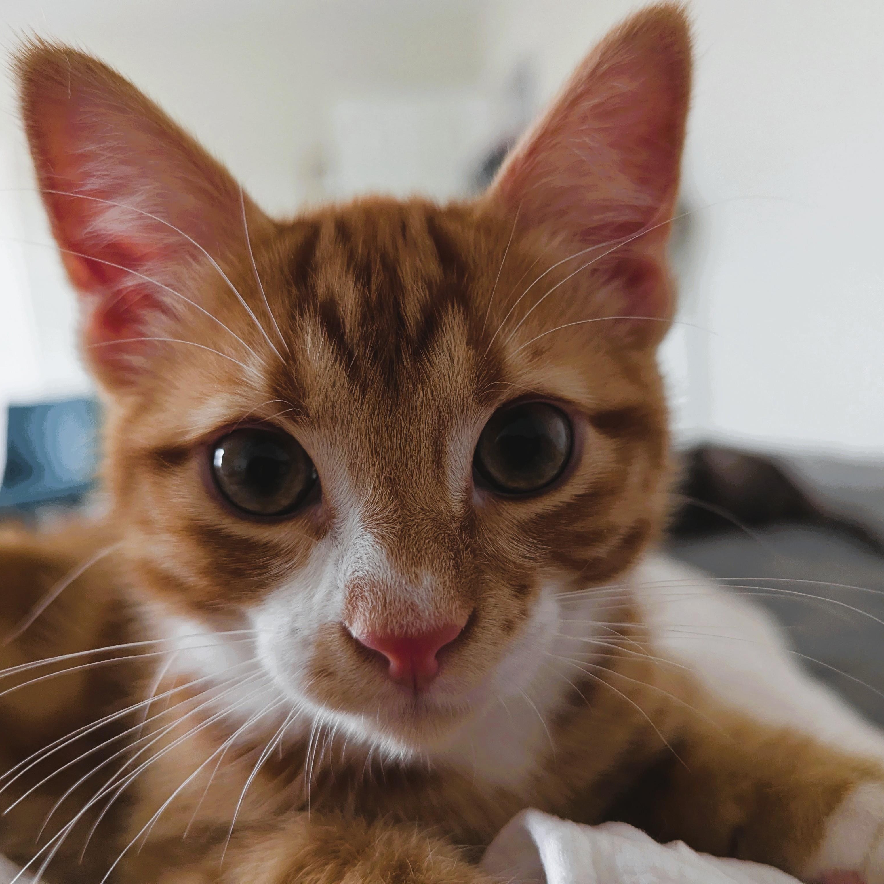 PAPRIKA - KITTEN