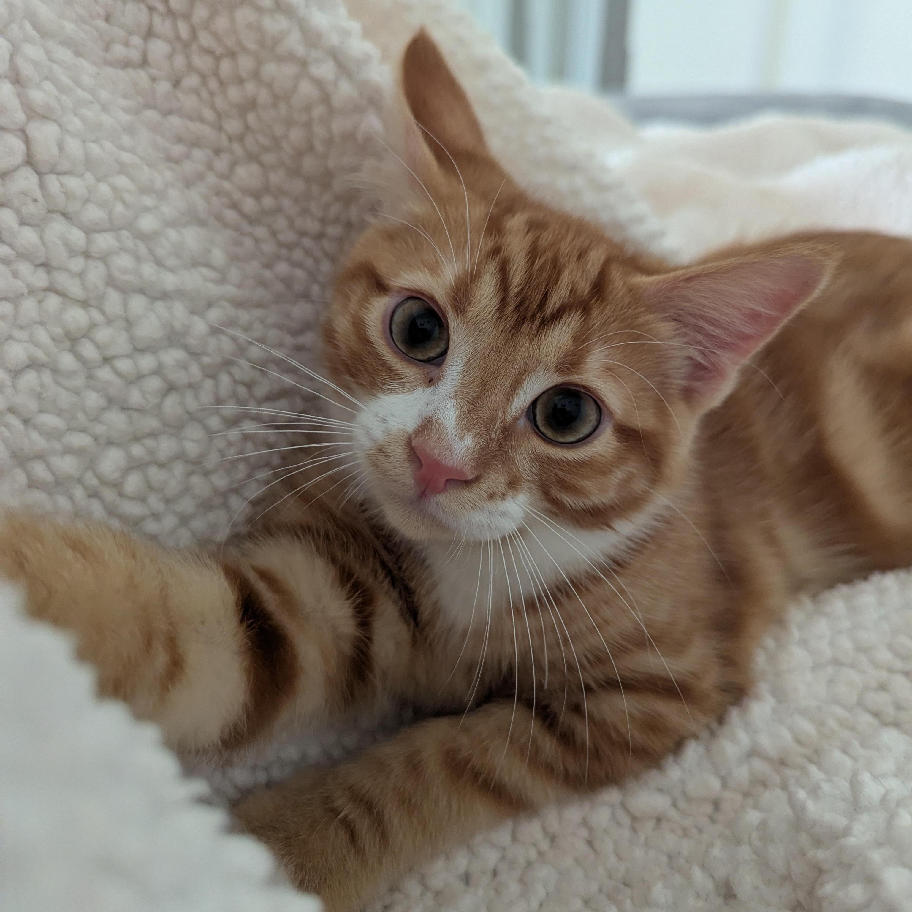 PAPRIKA - KITTEN