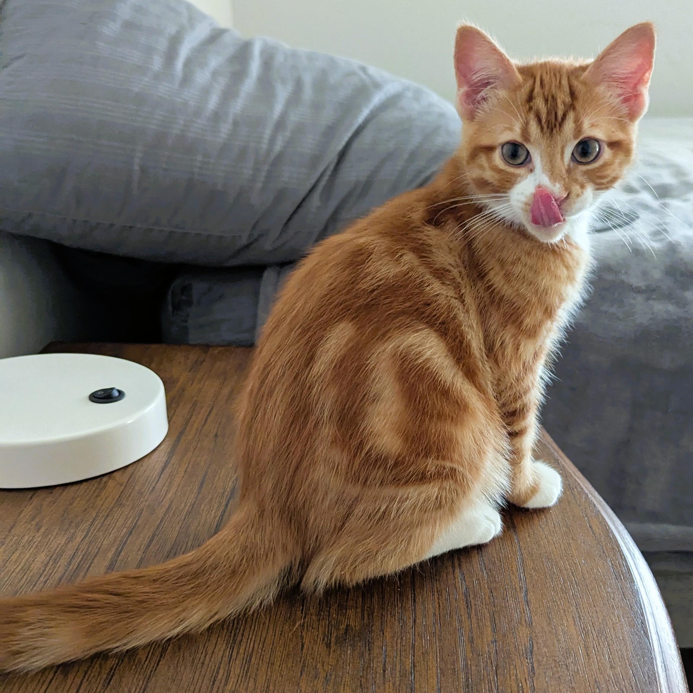 PAPRIKA - KITTEN