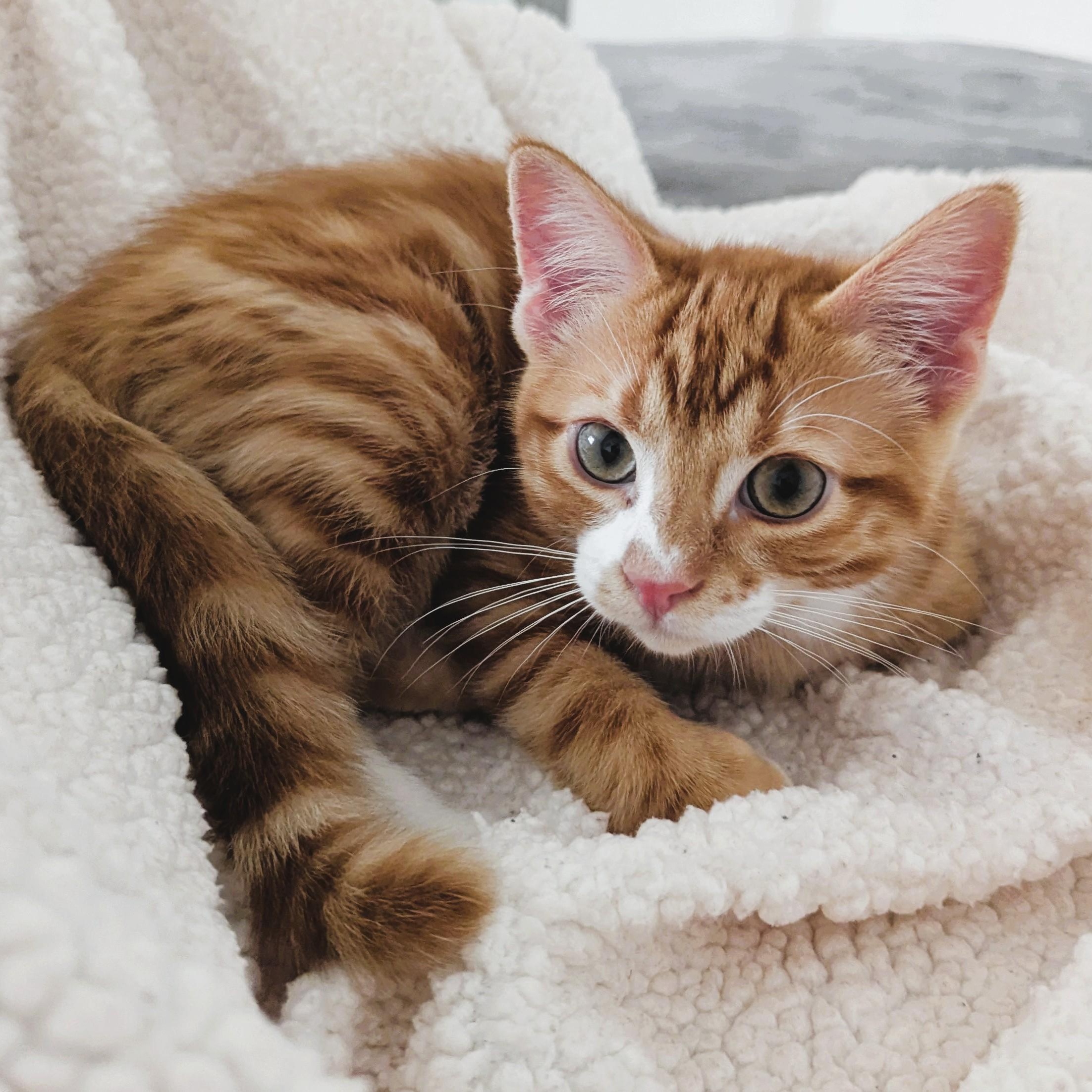 PAPRIKA - KITTEN