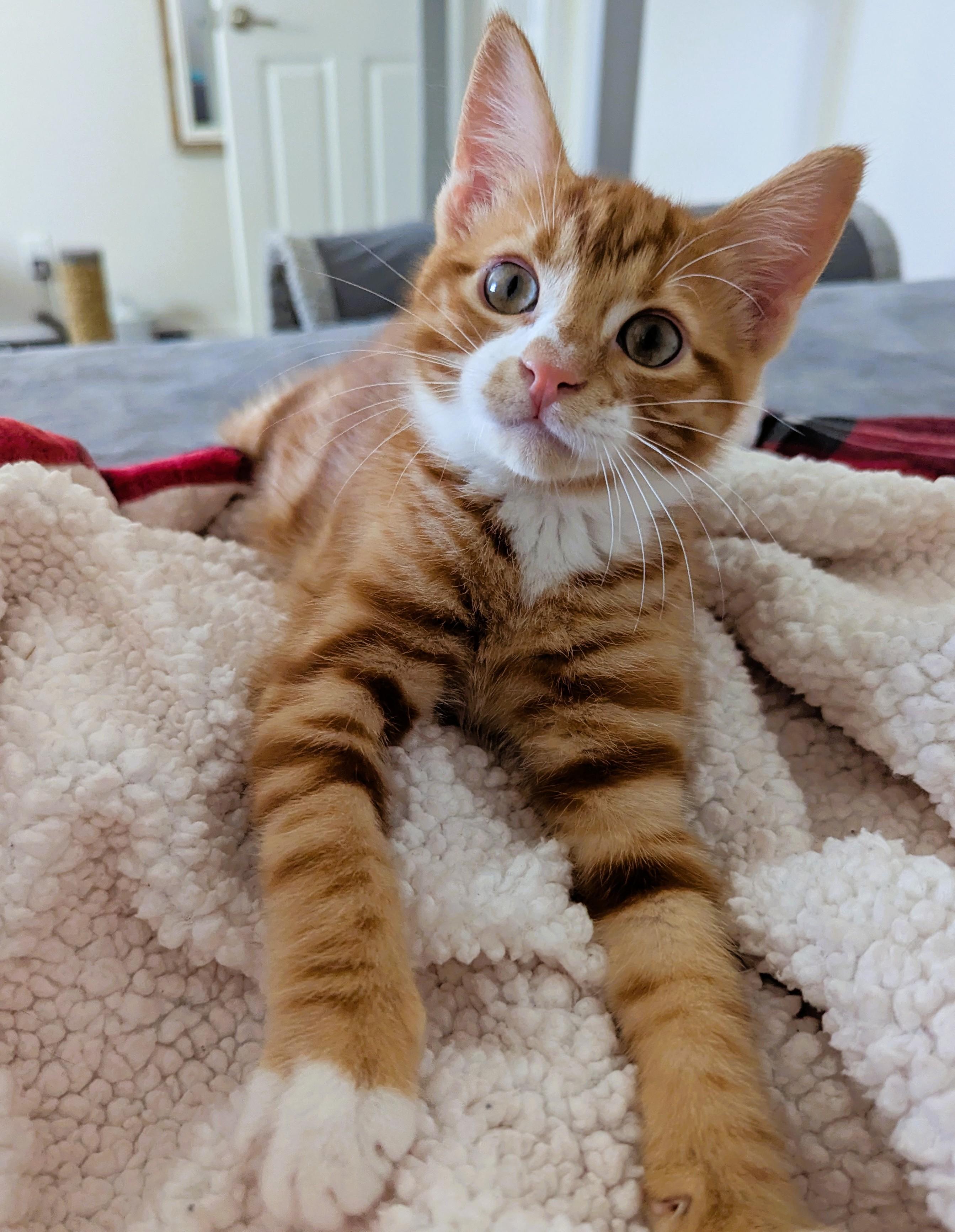 PAPRIKA - KITTEN