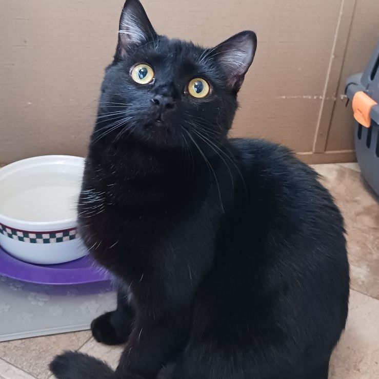 Enlarge Tao, a Adoptable Domestic Short Hair in St. Marys, WV image 6/6