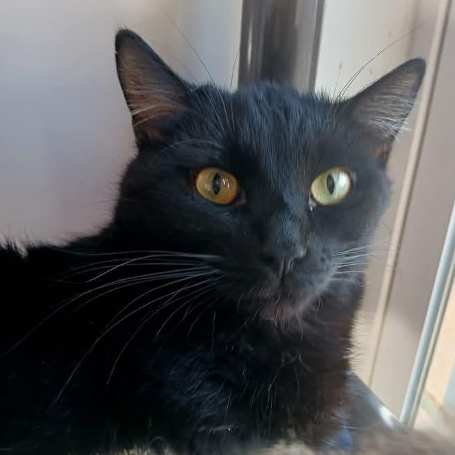 Enlarge Tao, a Adoptable Domestic Short Hair in St. Marys, WV image 5/6