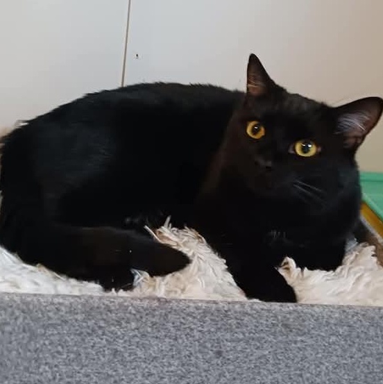 Enlarge Tao, a Adoptable Domestic Short Hair in St. Marys, WV image 3/6