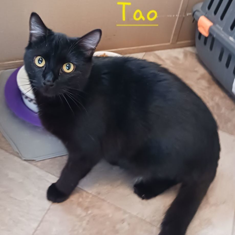 Enlarge Tao, a Adoptable Domestic Short Hair in St. Marys, WV image 4/6