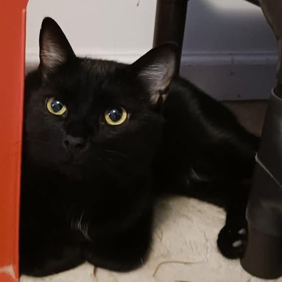 Enlarge Tao, a Adoptable Domestic Short Hair in St. Marys, WV image 2/6