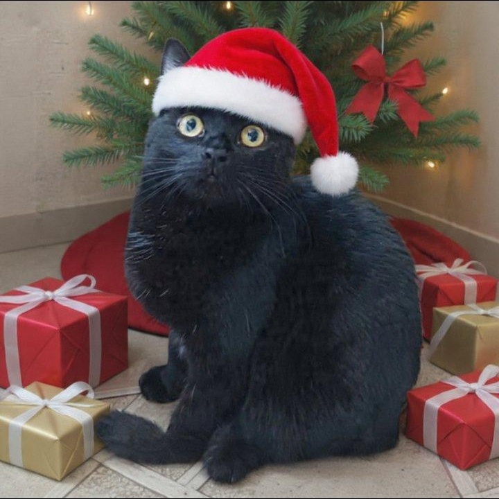 Enlarge Tao, a Adoptable Domestic Short Hair in St. Marys, WV image 1/6