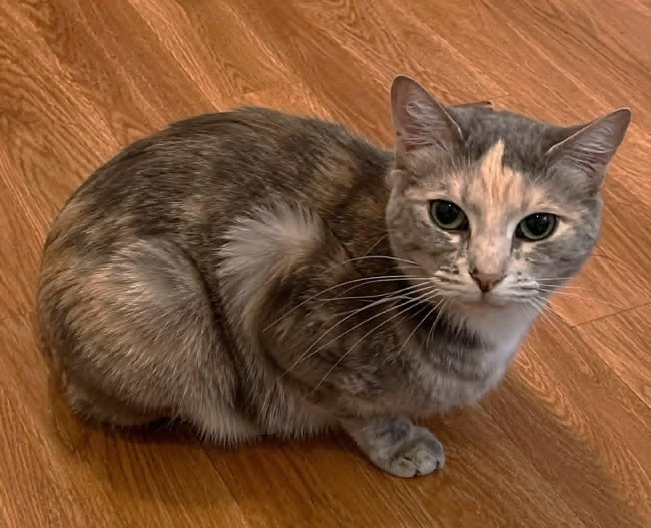 Lila, ADOPTABLE, Adult Female Domestic Short Hair.