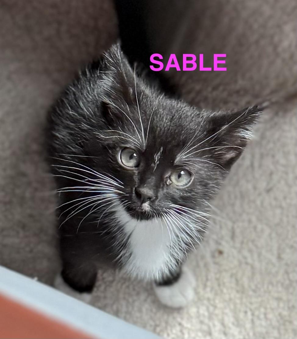 Enlarge Sable, a Adoptable Domestic Short Hair in Mount Pleasant, SC image 1/1