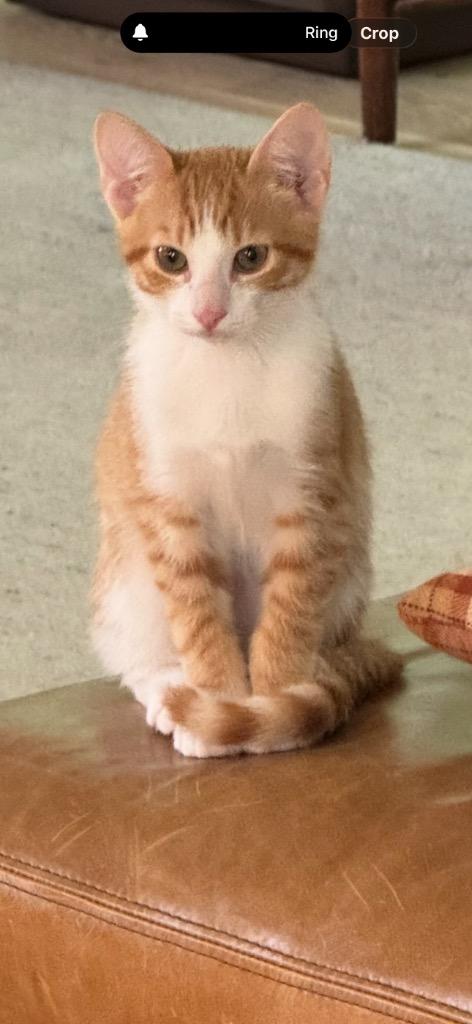 Redmond, Adoptable, Kitten Male Domestic Short Hair.