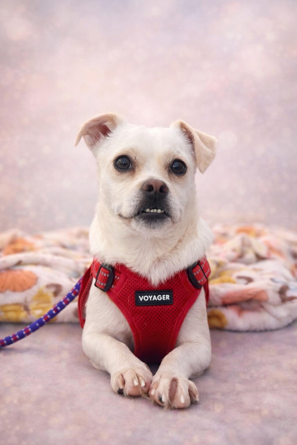 Billy Jean, ADOPTABLE, Young Female Puggle.