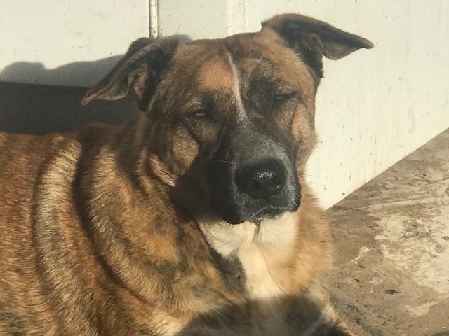 Waylon, a Adoptable mixed breed in Rockdale, TX image 1/6