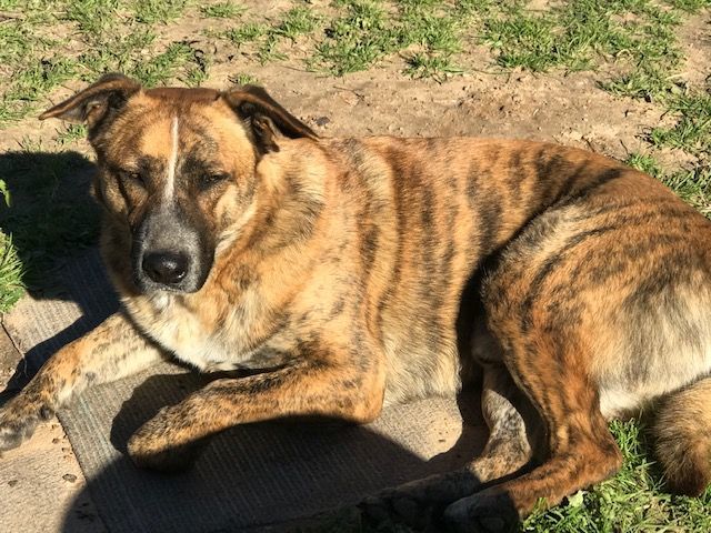 Waylon, a Adoptable mixed breed in Rockdale, TX image 2/6