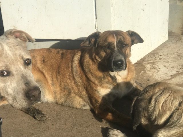 Waylon, a Adoptable mixed breed in Rockdale, TX image 3/6