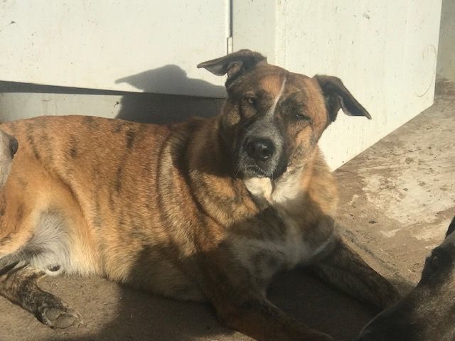 Waylon, a Adoptable mixed breed in Rockdale, TX image 4/6