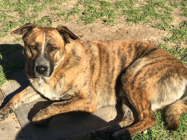 Waylon, a Adoptable mixed breed in Rockdale, TX image 5/6