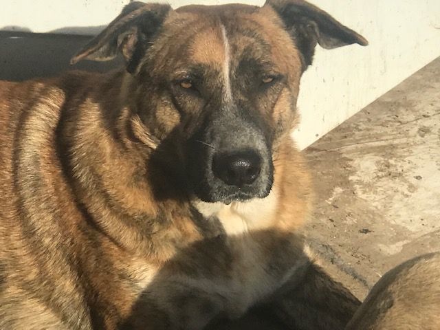 Waylon, a Adoptable mixed breed in Rockdale, TX image 6/6