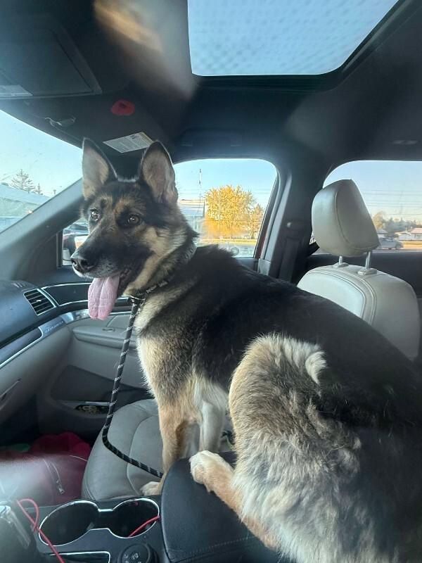 Chinook (Lady), Adoptable, Adult Female German Shepherd Dog.