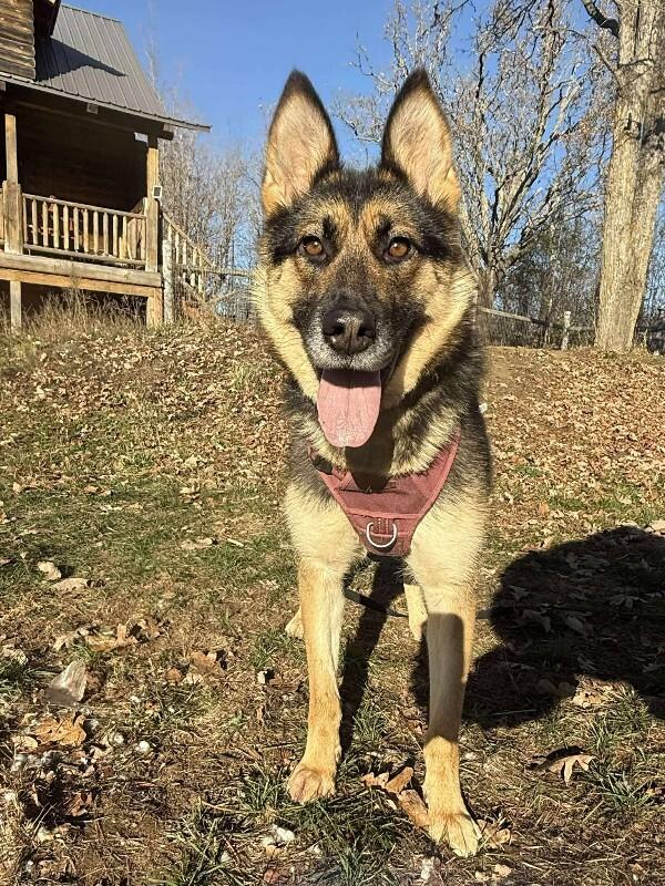 Chinook (Lady), Adoptable, Adult Female German Shepherd Dog.