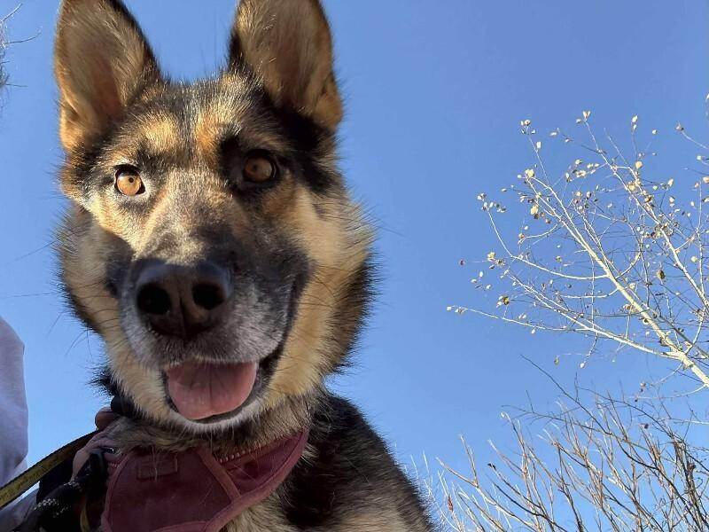 Enlarge Chinook (Lady), a Adoptable German Shepherd Dog in Athens, ON image 2/6
