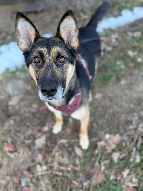 Enlarge Chinook (Lady), a Adoptable German Shepherd Dog in Athens, ON image 3/6