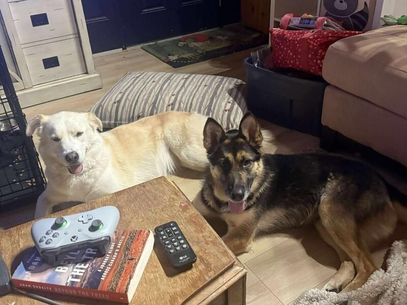 Enlarge Chinook (Lady), a Adoptable German Shepherd Dog in Athens, ON image 4/6