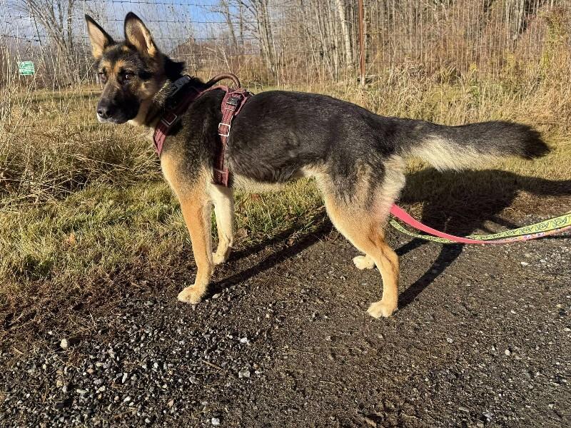 Enlarge Chinook (Lady), a Adoptable German Shepherd Dog in Athens, ON image 5/6