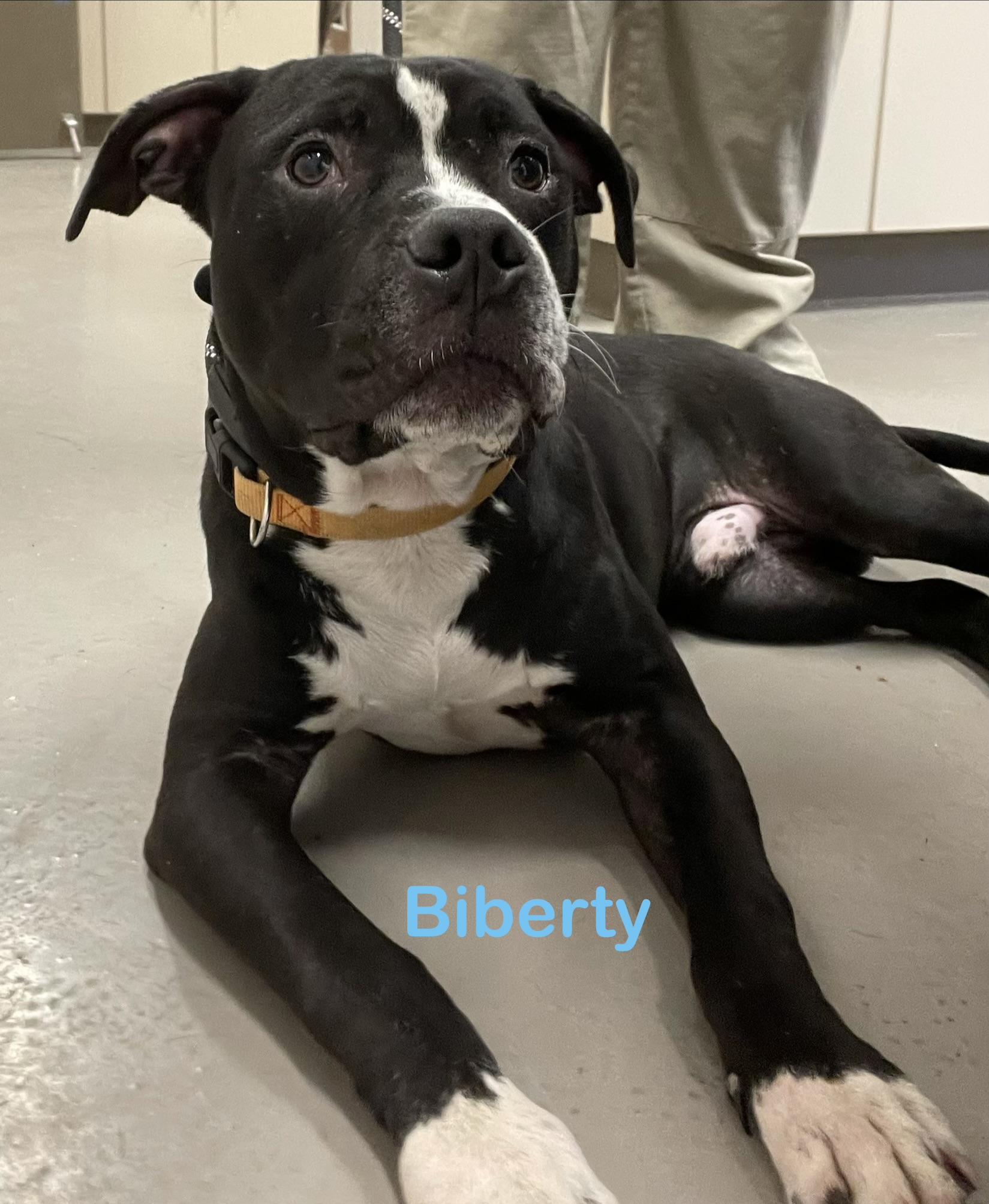 Enlarge Biberty AVAILABLE, a ADOPTABLE Pit Bull Terrier in Canton, OH image 3/5