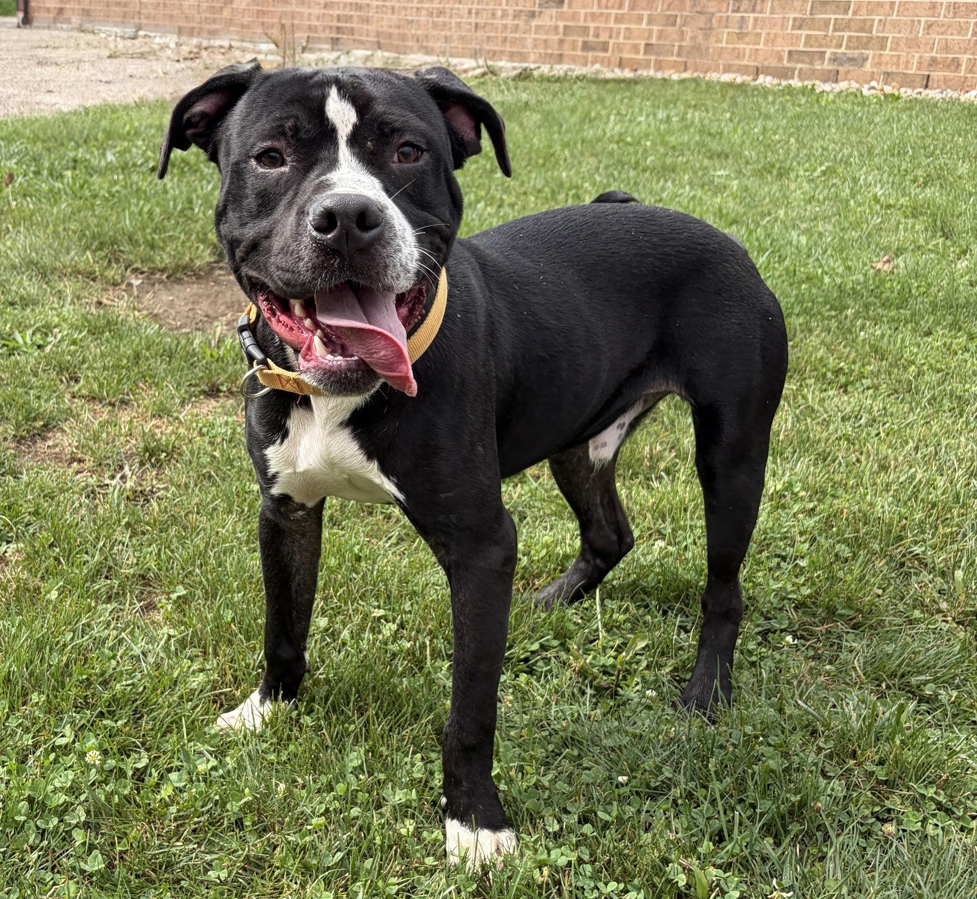 Biberty AVAILABLE, ADOPTABLE, Young Male Pit Bull Terrier.