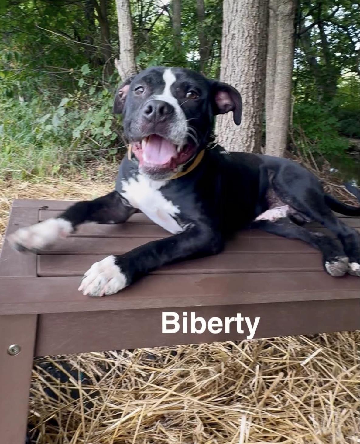 Enlarge Biberty AVAILABLE, a ADOPTABLE Pit Bull Terrier in Canton, OH image 2/5