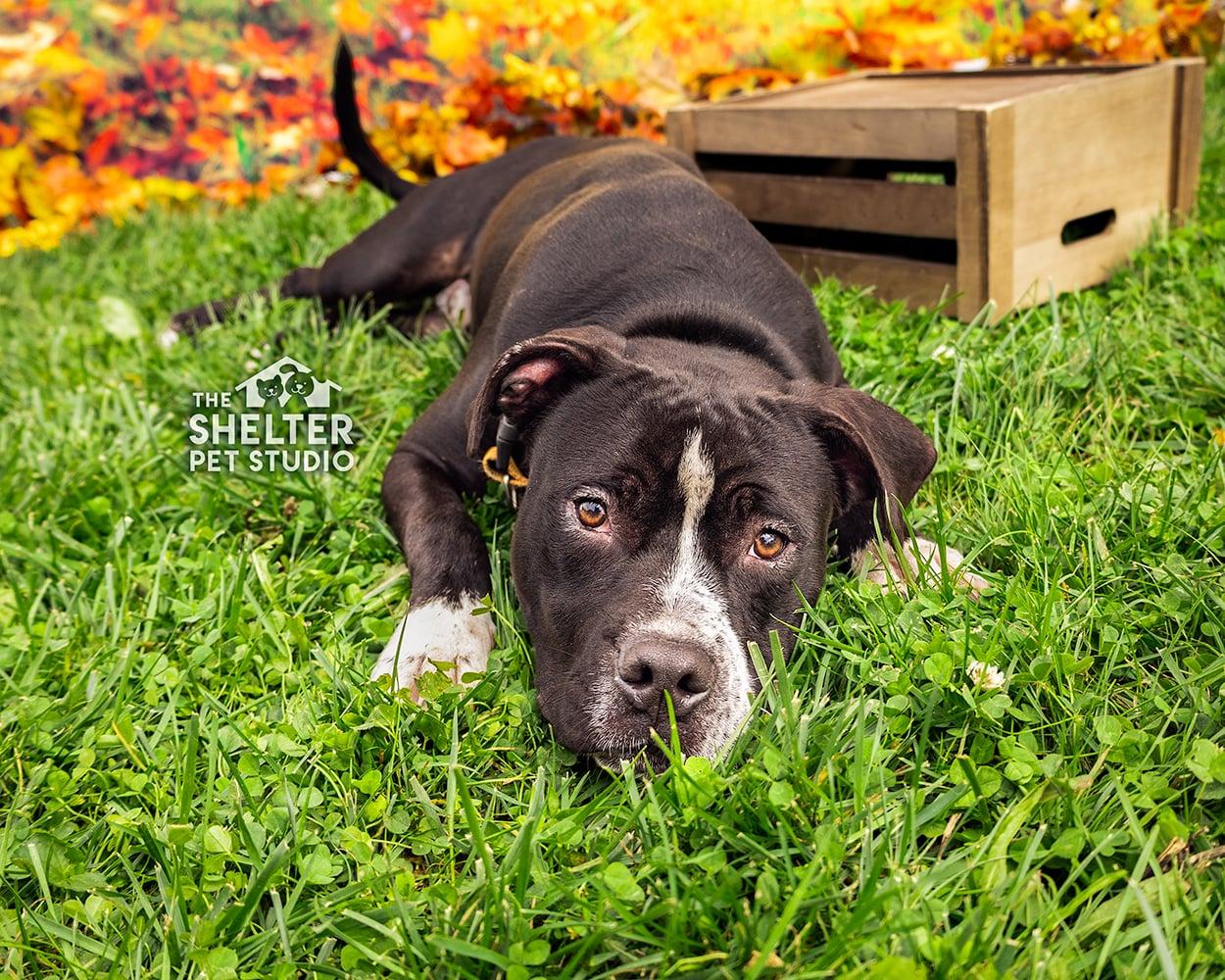 Enlarge Biberty AVAILABLE, a Adoptable Pit Bull Terrier in Canton, OH image 1/6