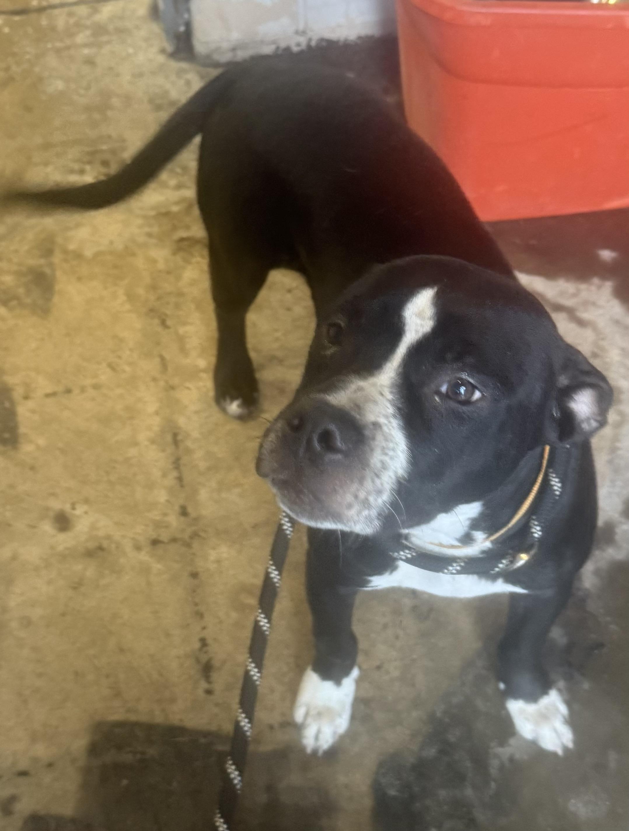 Enlarge Biberty AVAILABLE, a ADOPTABLE Pit Bull Terrier in Canton, OH image 5/5