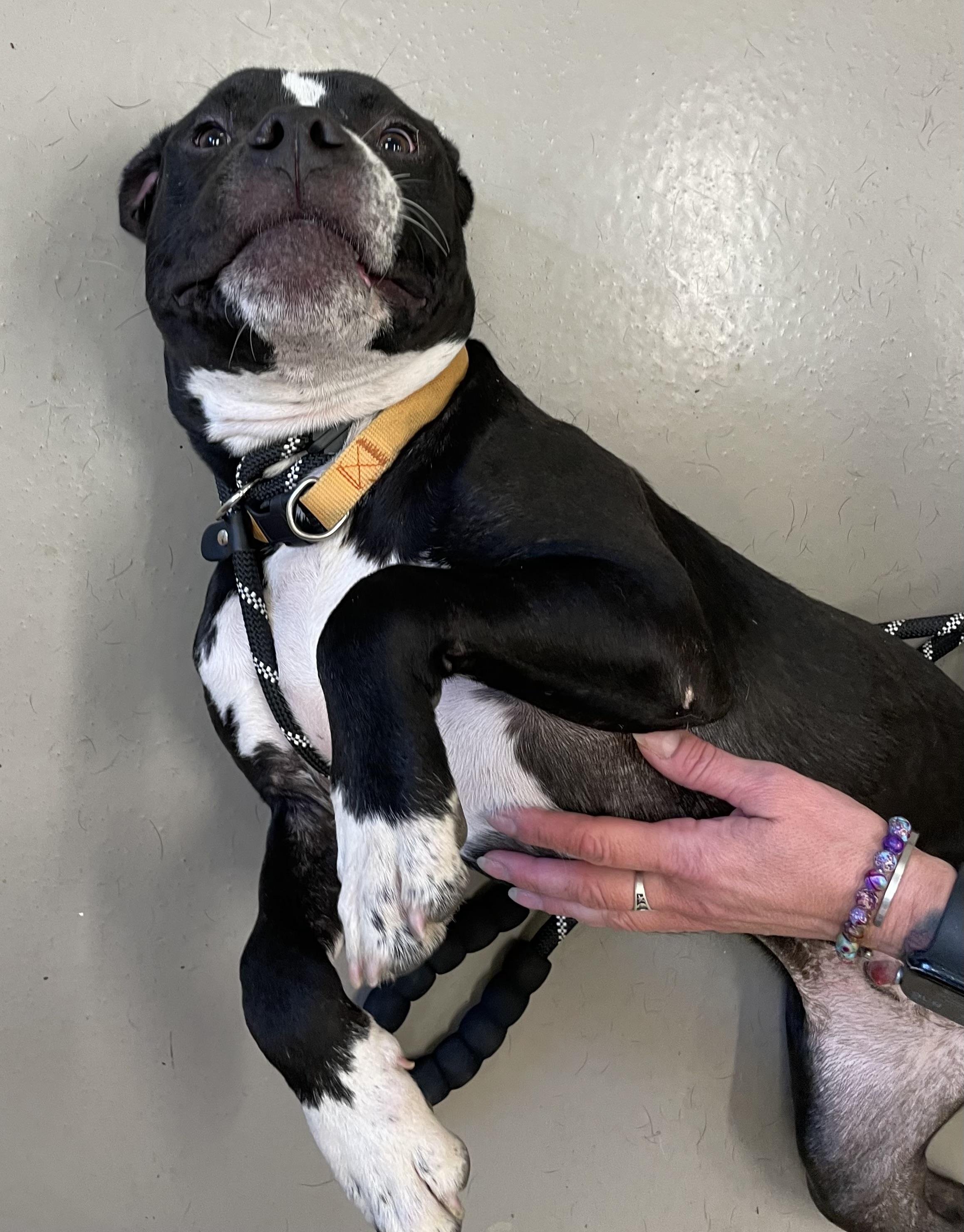 Enlarge Biberty AVAILABLE, a ADOPTABLE Pit Bull Terrier in Canton, OH image 4/5