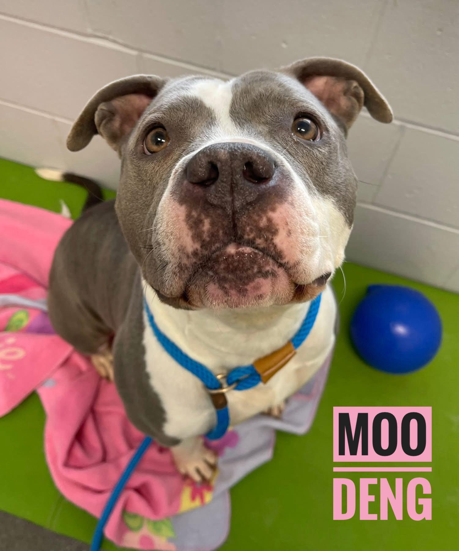 Enlarge Moo Deng, an adopted Mixed Breed in Flint, MI image 1/1