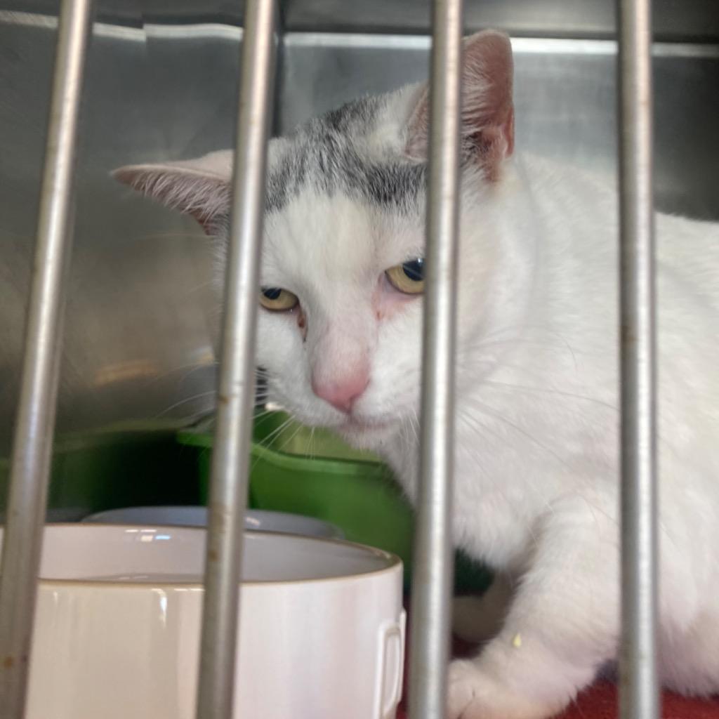 Ginn, a Adoptable mixed breed in Fall River, MA image 1/6